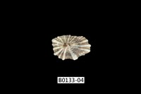 藏品(菊松螺)的圖片